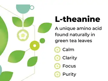 Boost Your Focus with Green Tea Extract L Theanine